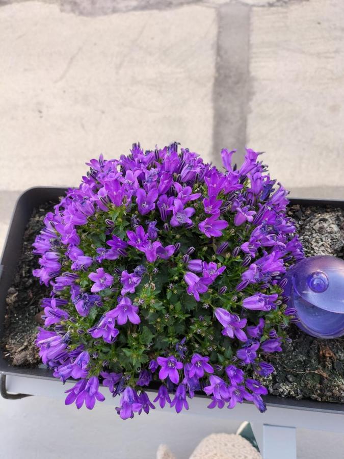 The Violet House